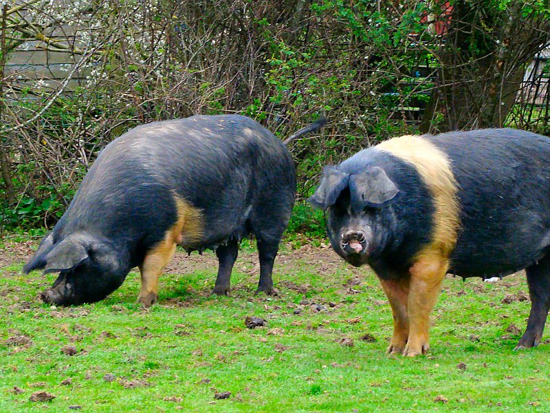 1872_New_Forest_Pigs.JPG