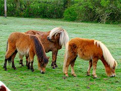 1862_New_Forest_Ponies