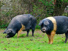 1872_New_Forest_Pigs
