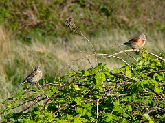 2037_Linnets_female_and_male