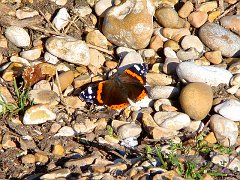 2055_Red_Admiral_butterfly