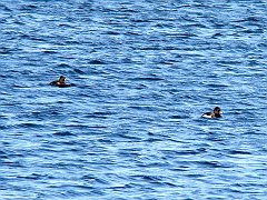2060_Tufted_Ducks_female_and_male