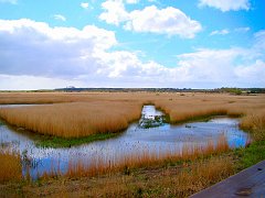 2124_Reed_beds_at_Minsmere