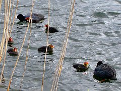 2146_Coots_with_chicks