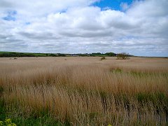 2340_Reed_bed_at_Cley