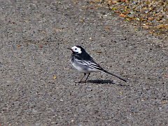 2363_Pied_Wagtail