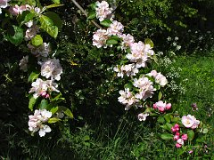 2371_Apple_blossoms