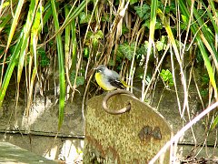 2471_Male_Grey_Wagtail