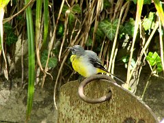 2473_Male_Grey_Wagtail