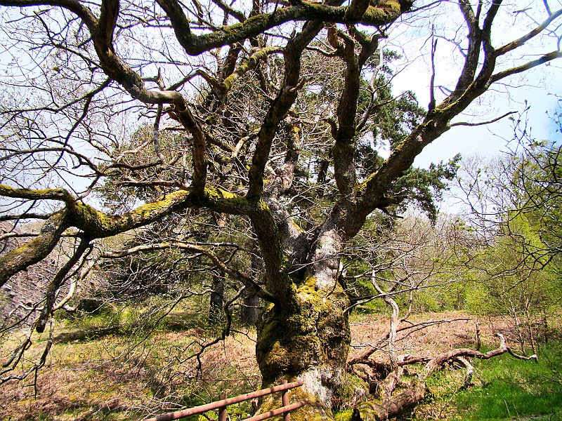 2636_300_year_old_oak_tree.JPG