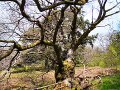 2636_300_year_old_oak_tree
