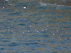 2674_Birds_in_the_air_and_on_the_sea
