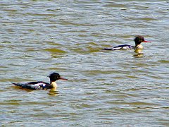 2736_Red-breasted_Mergansers
