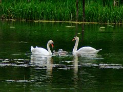 2896_Swan_family