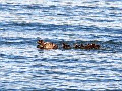 2949_Female_Eider_and_ducklings