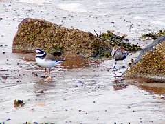 2950_Ringed_Plover_and_Dunlin