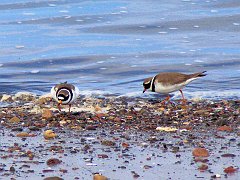 2959_Ringed_Plovers