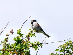 2977_Male_Reed_Bunting