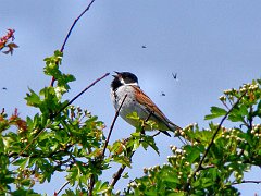 2986_Male_Reed_Bunting
