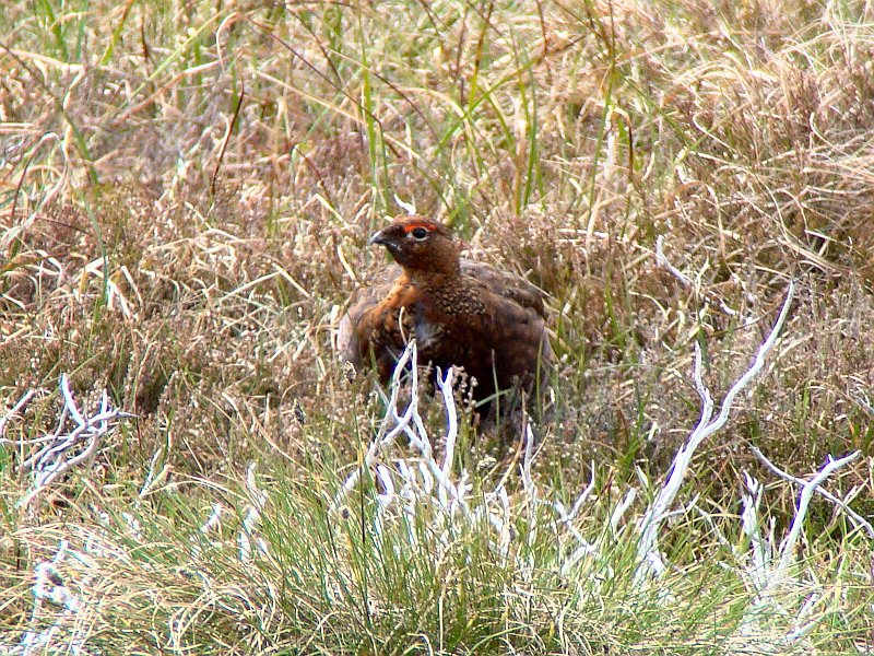 3149_Male_Red_Grouse.JPG