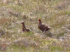3130_Female_and_male_Red_Grouse