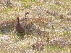 3134_Red_Grouse_family