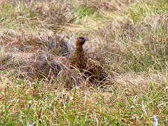 3145_Female_Red_Grouse