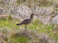 3160_Curlew