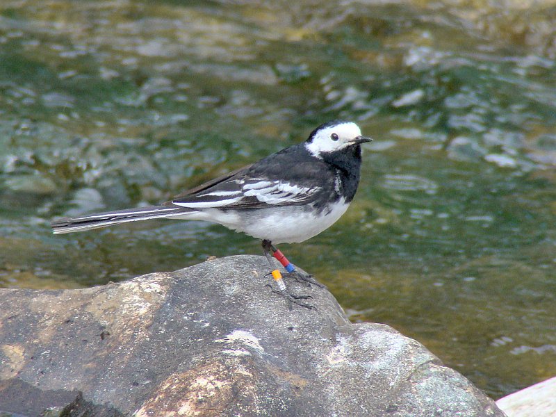 3250_Ringed_male_Pied_Wagtail.JPG
