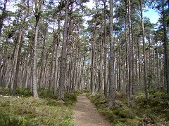 3188_Scots_Pine_forest