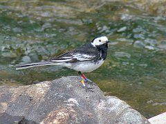 3250_Ringed_male_Pied_Wagtail