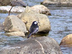 3254_Ringed_male_Pied_Wagtail