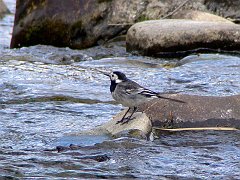 3259_Female_Pied_Wagtail