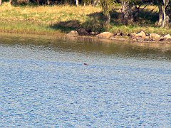3277_Very_distant_Slavonian_Grebe