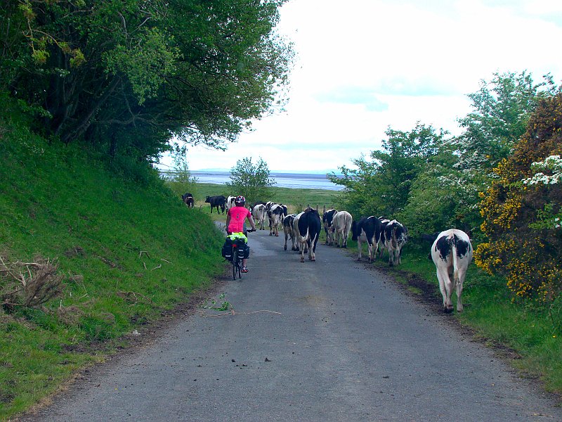 3348_Cows_on_the_road.JPG