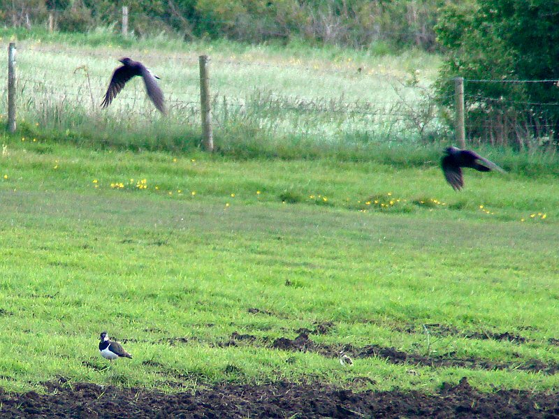 3366_Lapwing_chick_and_Jackdaws.JPG