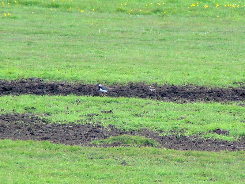 3381_Female_Lapwing_and_chick.JPG