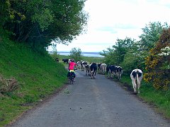 3348_Cows_on_the_road