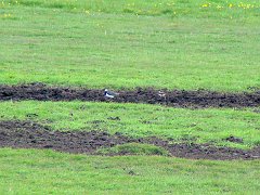 3381_Female_Lapwing_and_chick