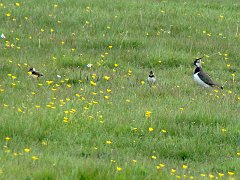 3403_Female_Lapwing_and_chicks