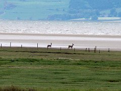 3428_Two_deer_on_the_beach