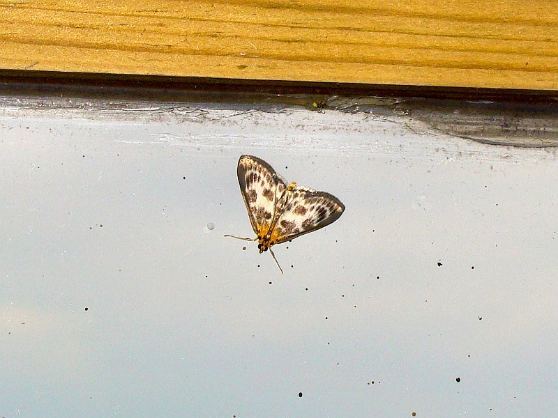 3516_Moth_on_the_window.JPG