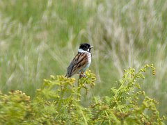 3499_Male_Reed_Bunting