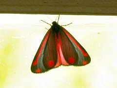 3503_Insect_on_the_window