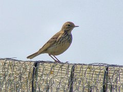 3529_Meadow_Pipit