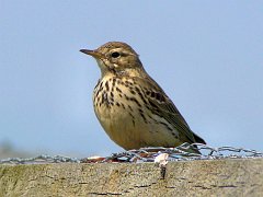 3538_Meadow_Pipit