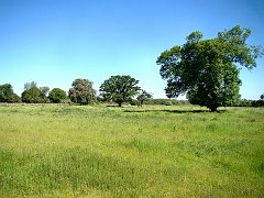 3612_Field_along_the_river