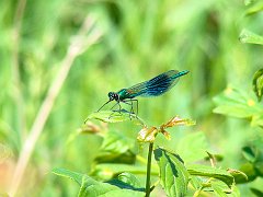 3651_Dragonfly