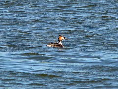 3705_Great_Crested_Grebe