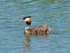 3720_Great_Crested_Grebe